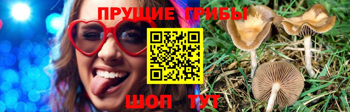 Выборг  Псилоцибиновые грибы Cubensis  Вход с VPN  Псилоцибиновые грибы Magic Shrooms 